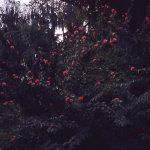 cypruss_gardens_004a